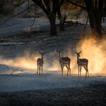 Gabus Safari Lodge Otavi Zewnętrze zdjęcie
