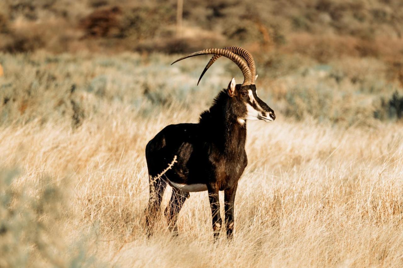 Gabus Safari Lodge Otavi Zewnętrze zdjęcie