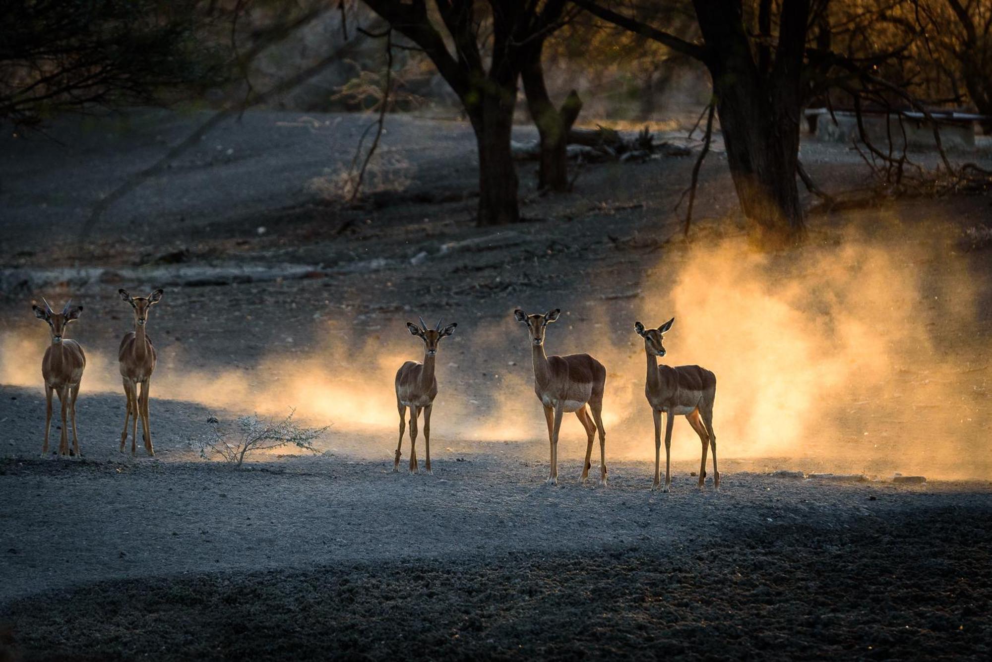 Gabus Safari Lodge Otavi Zewnętrze zdjęcie