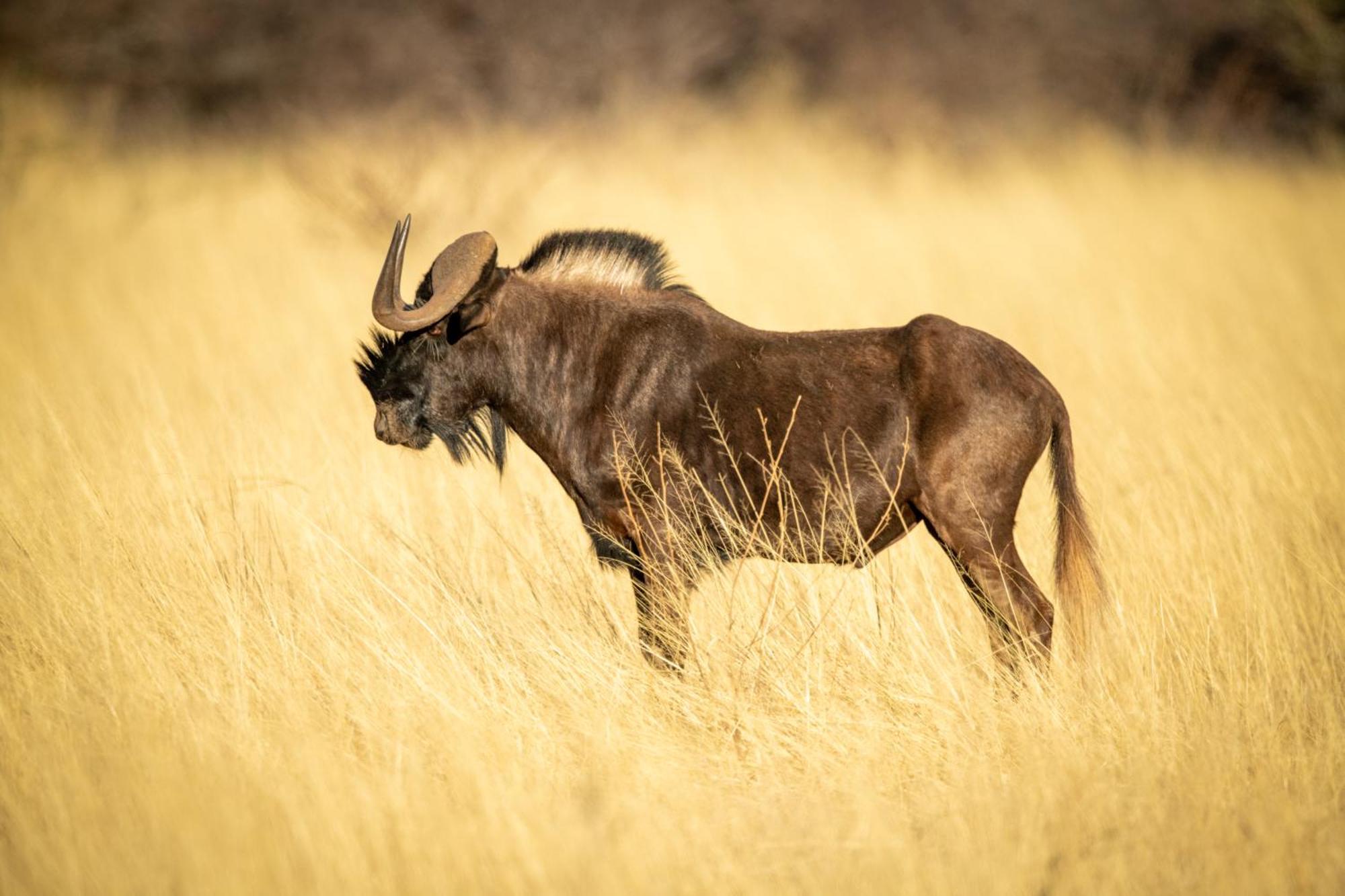 Gabus Safari Lodge Otavi Zewnętrze zdjęcie