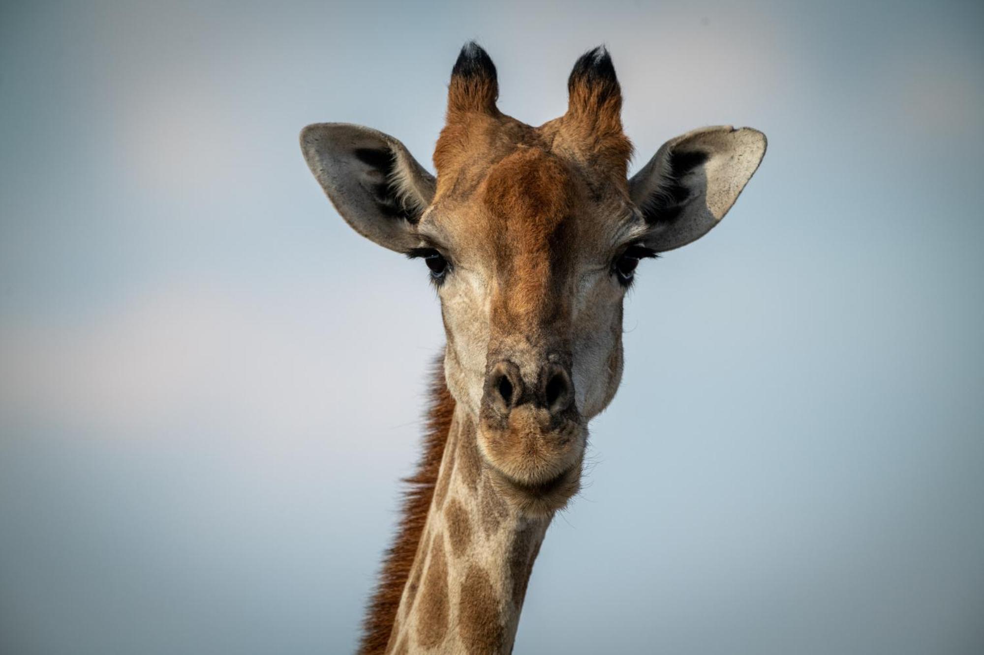 Gabus Safari Lodge Otavi Zewnętrze zdjęcie