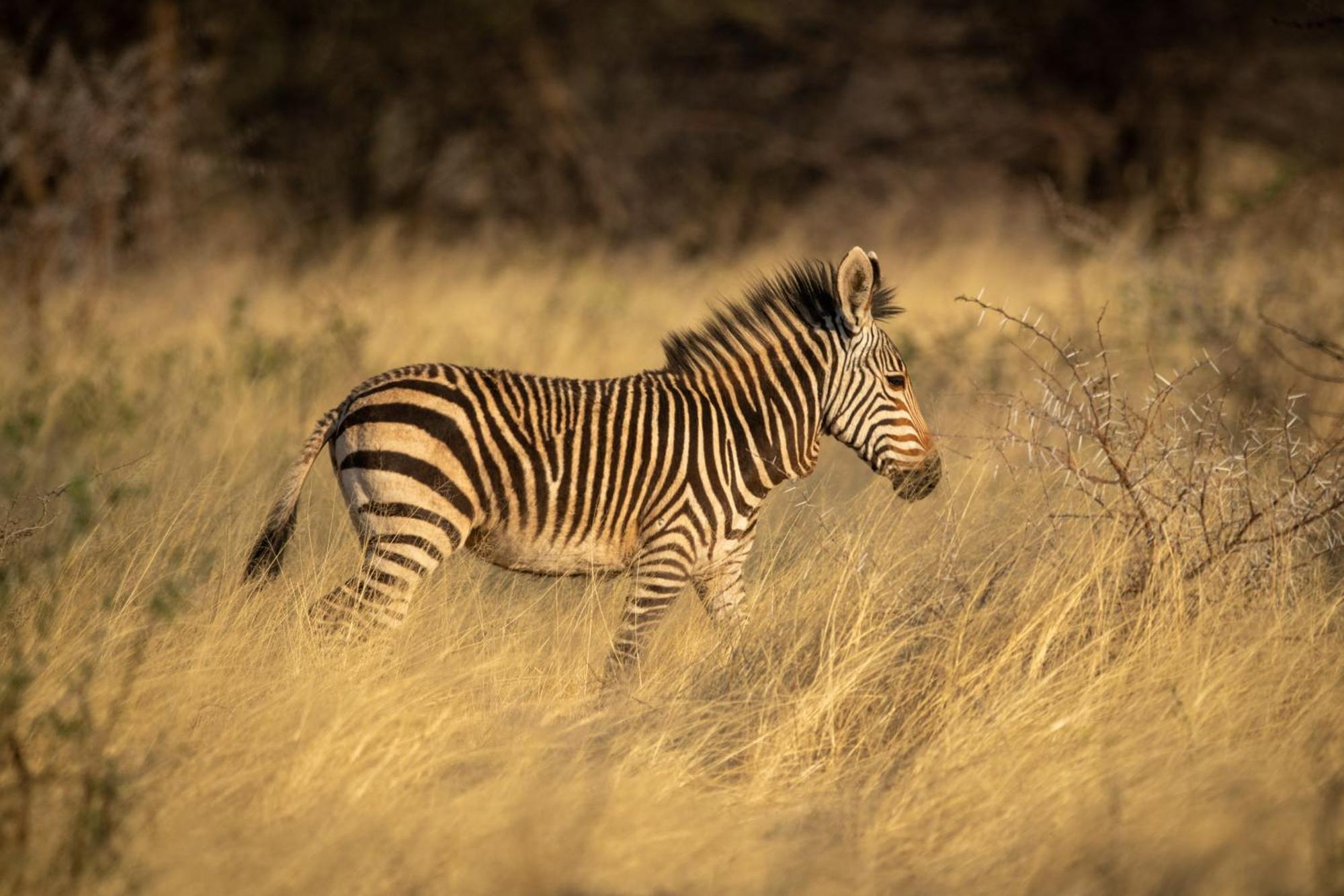 Gabus Safari Lodge Otavi Zewnętrze zdjęcie