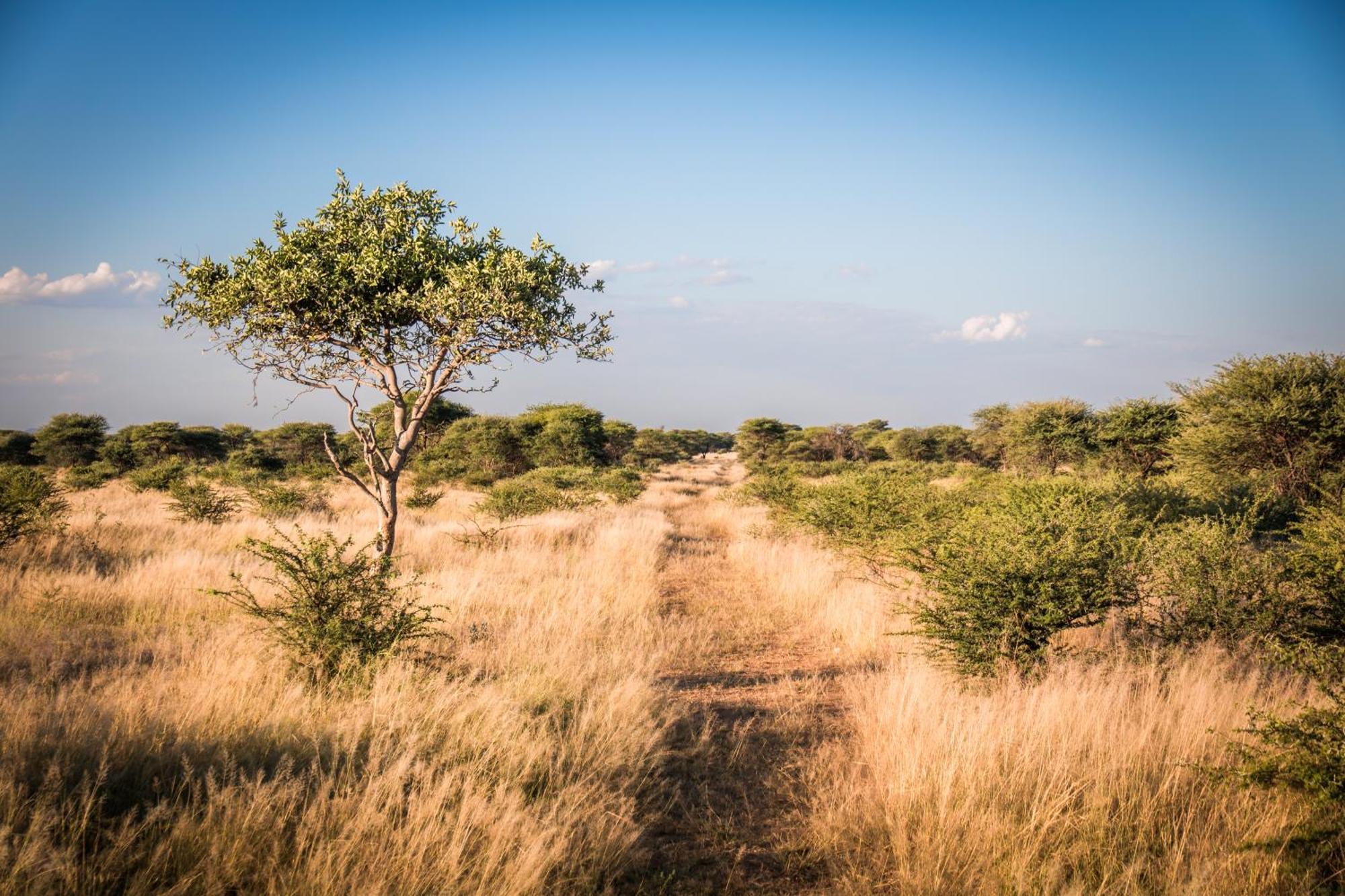 Gabus Safari Lodge Otavi Zewnętrze zdjęcie